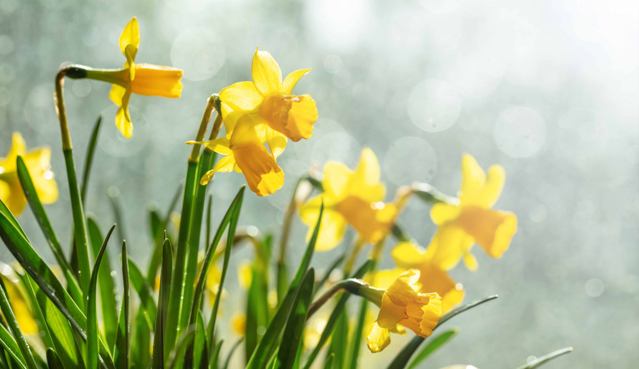 Spring flowers, yellow daffodils bouquet on blur background